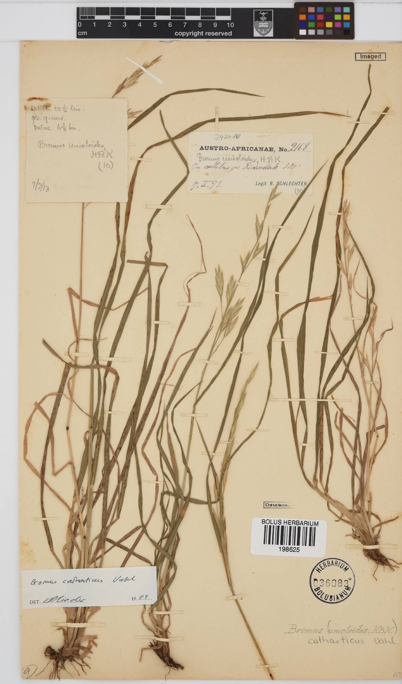 Bromus catharticus image