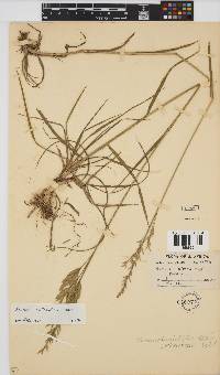 Bromus catharticus image