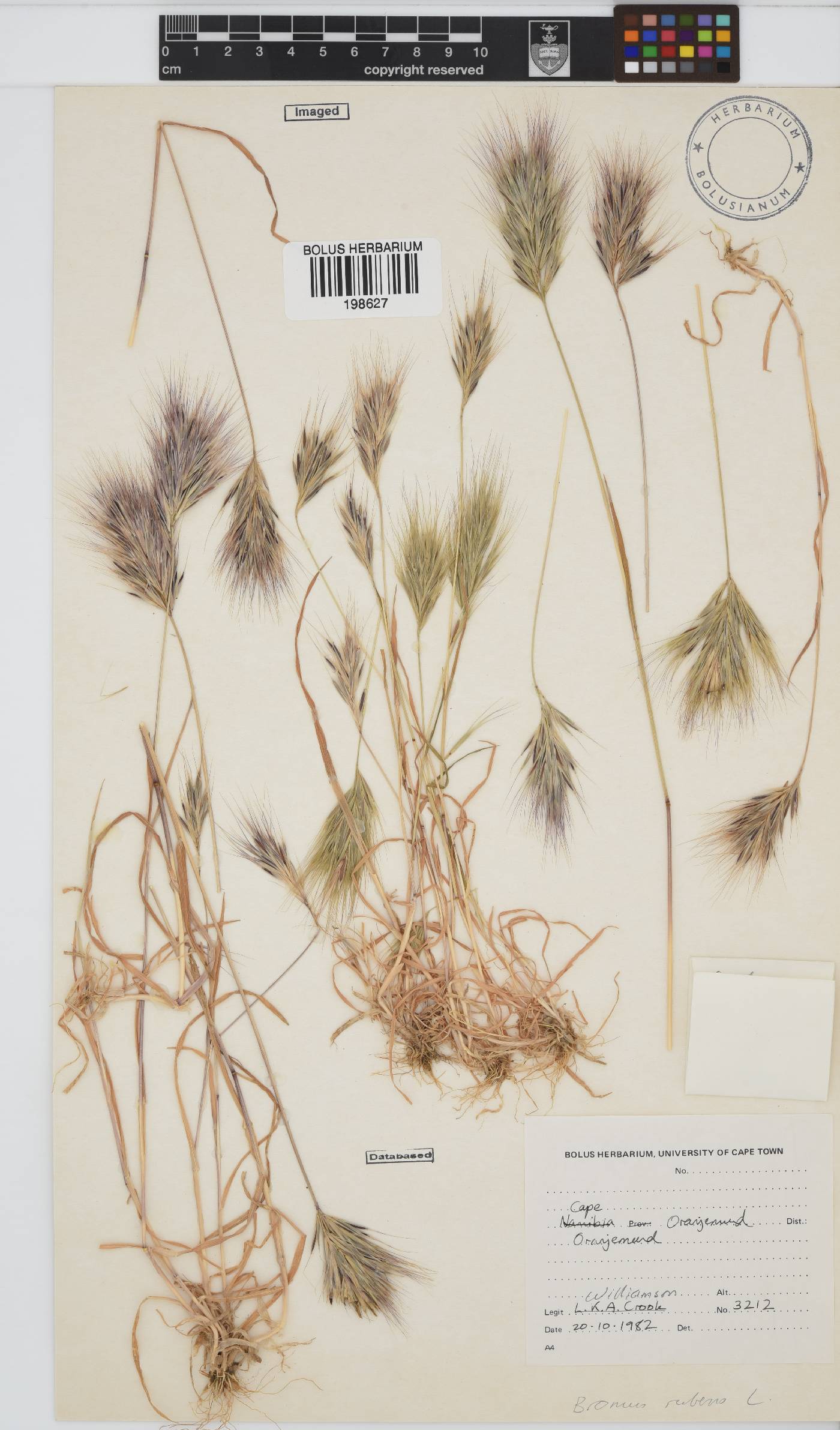 Bromus rubens image