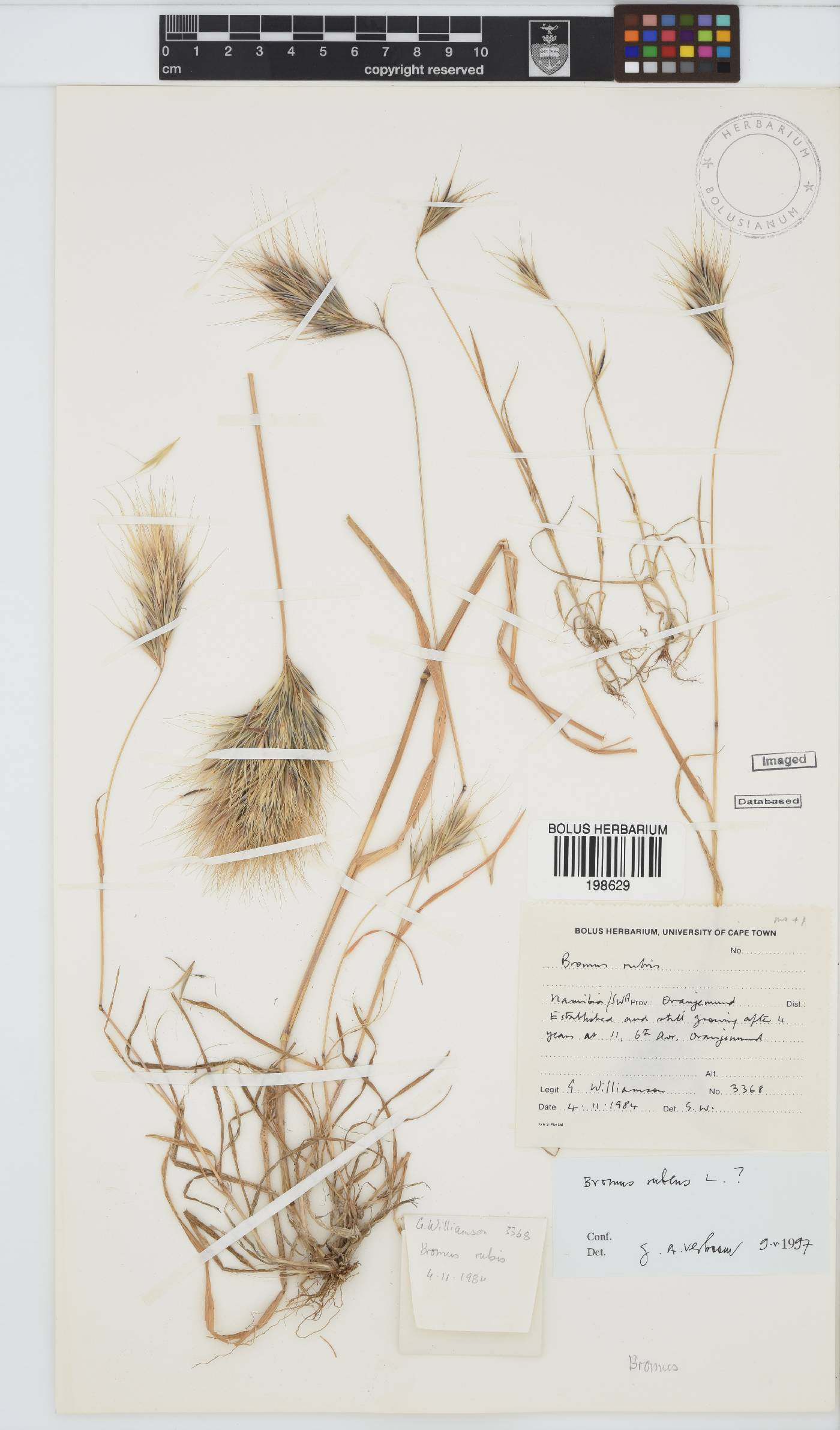 Bromus rubens image