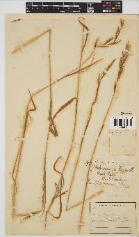 Brachypodium flexum image