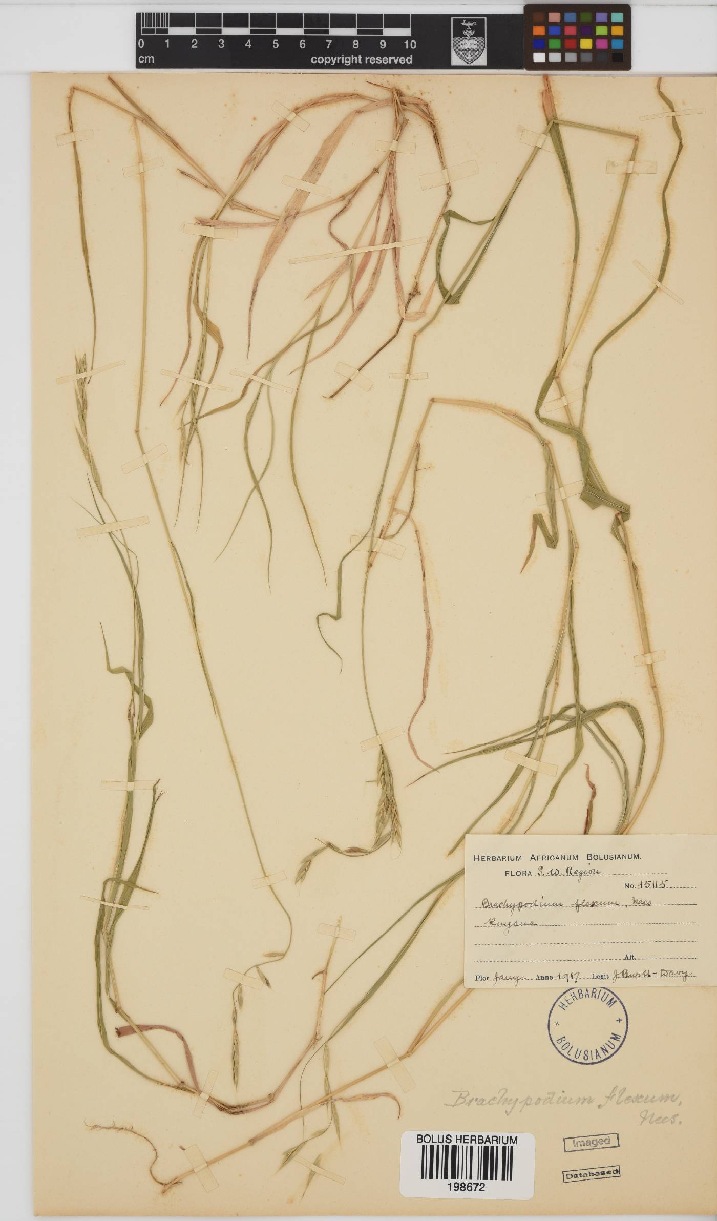 Brachypodium flexum image