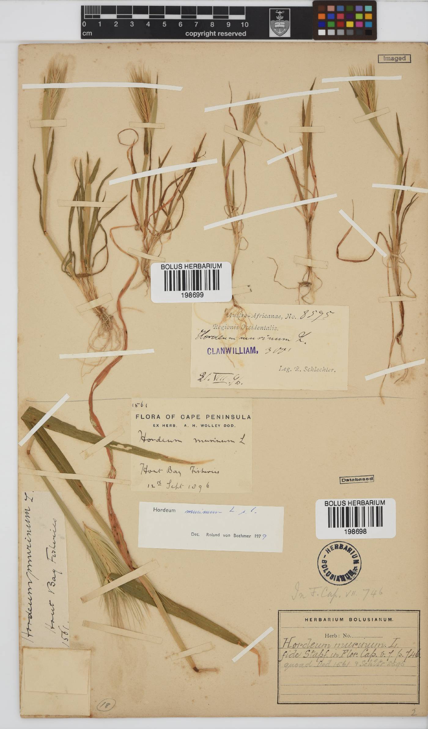 Hordeum image