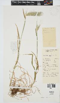 Hordeum murinum image