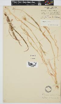 Hordeum murinum image