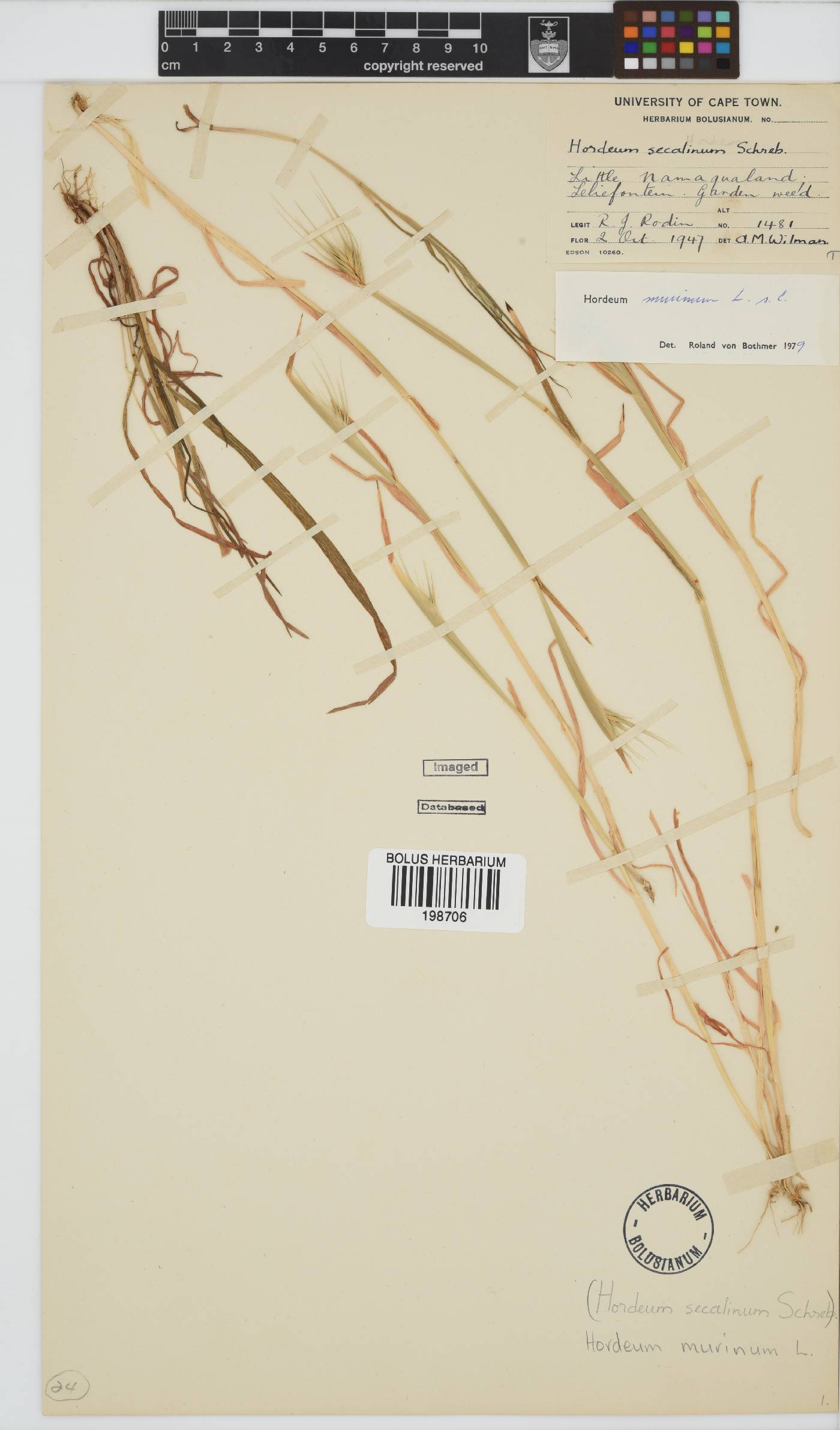 Hordeum murinum image