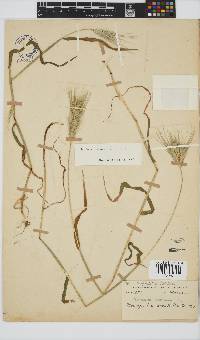 Hordeum murinum image