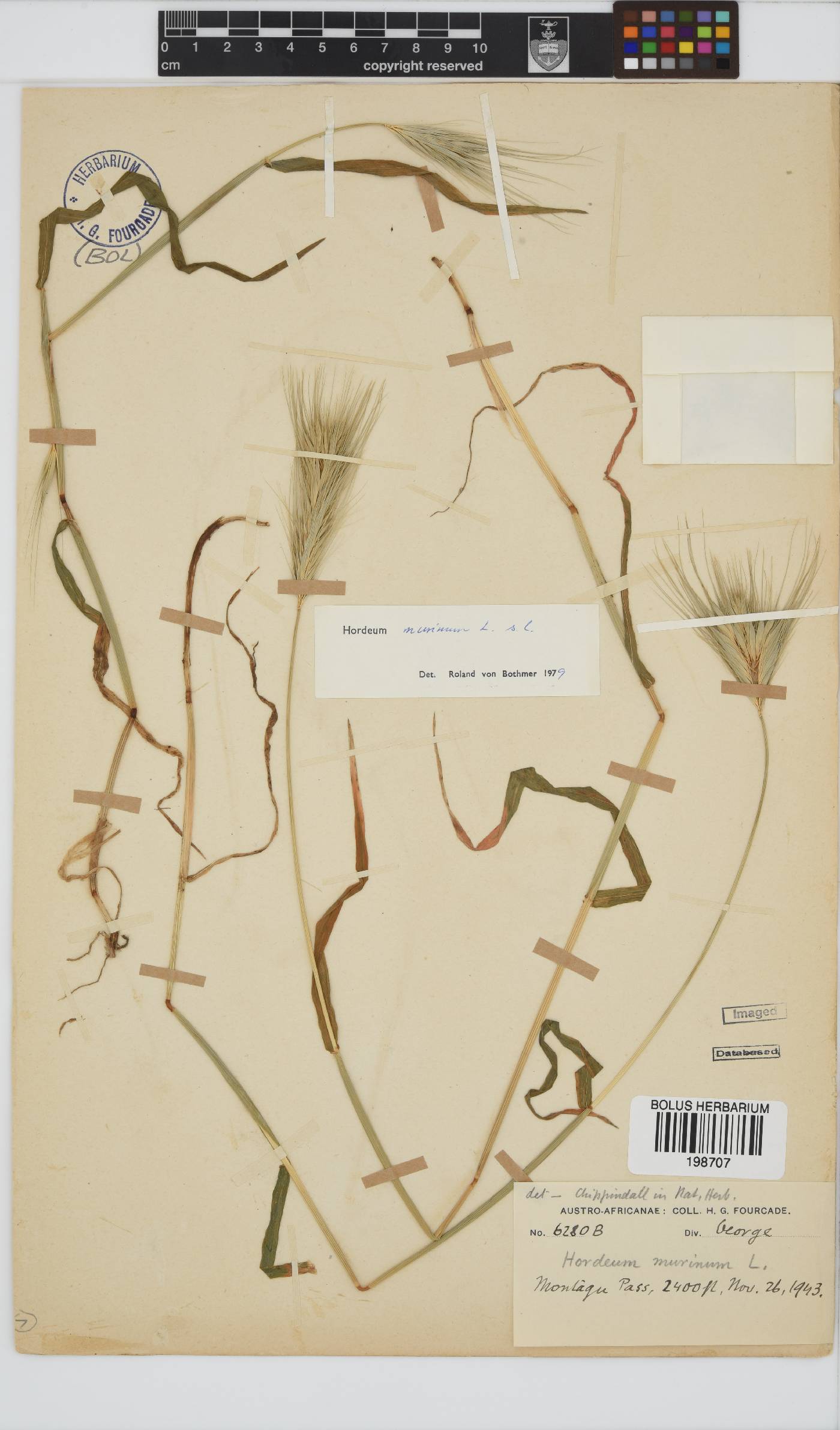Hordeum murinum image