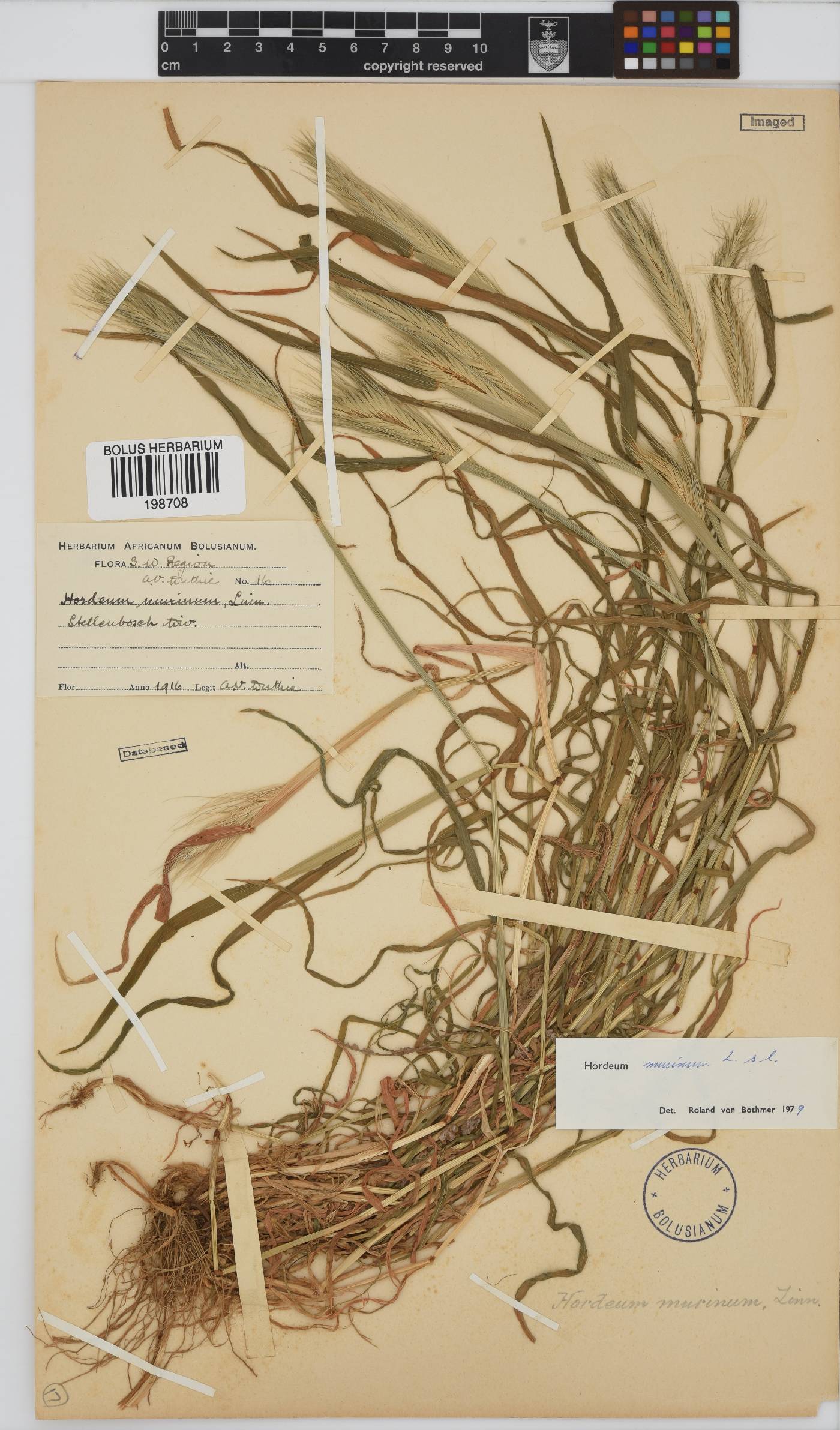 Hordeum murinum image