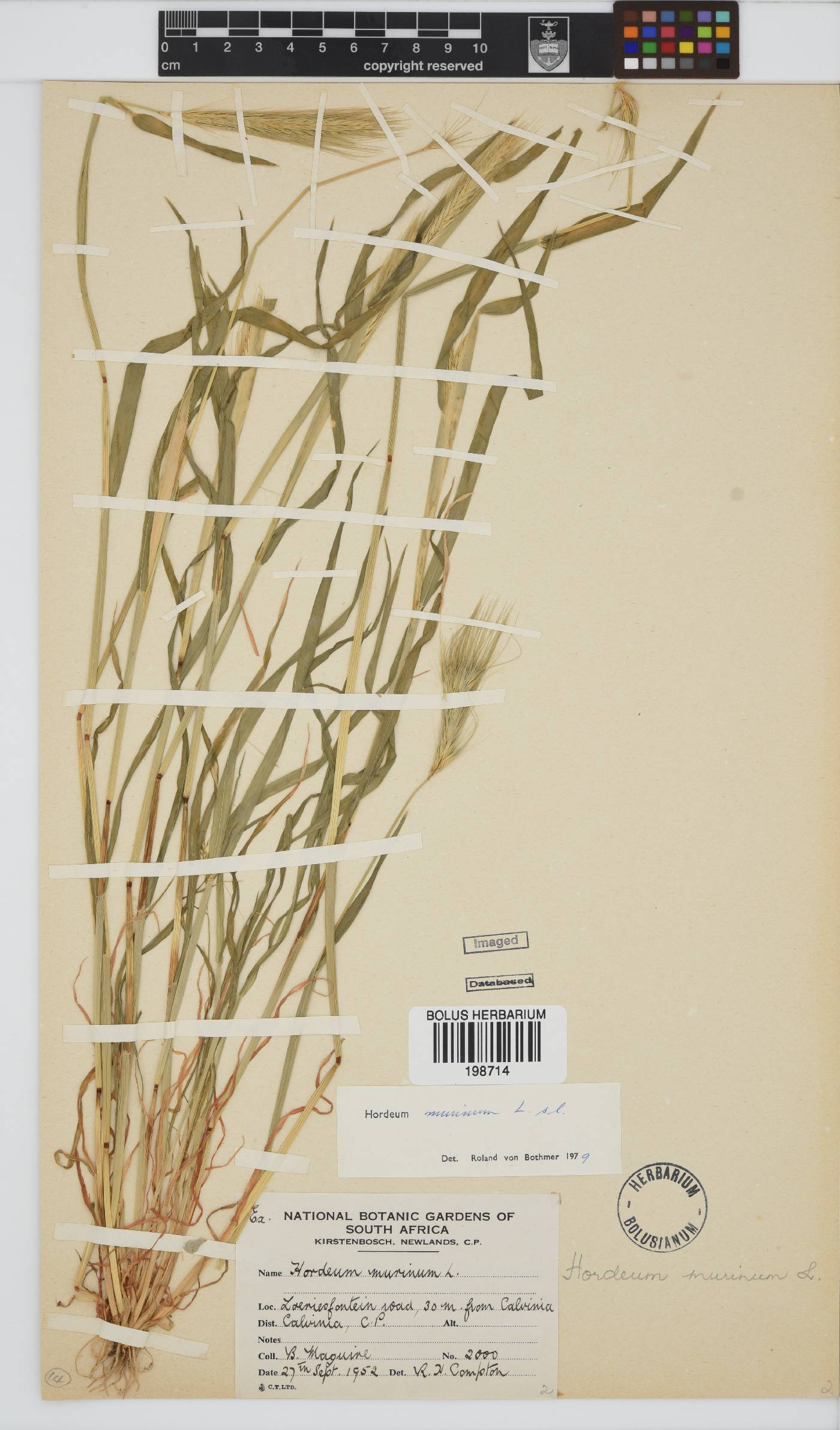 Hordeum image