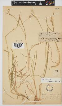 Hordeum capense image