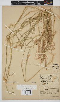 Hordeum capense image