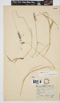 Hordeum capense image