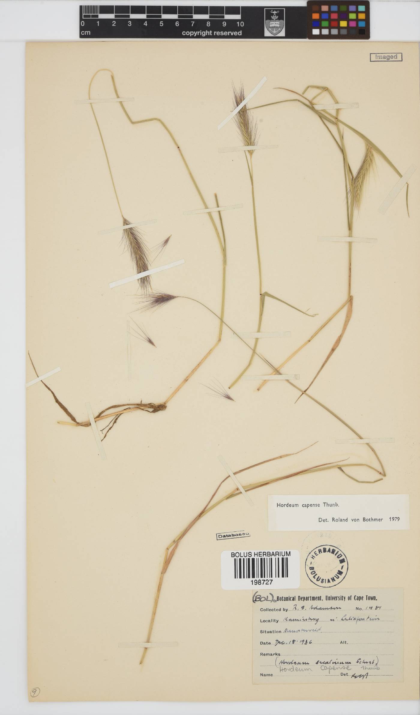 Hordeum capense image