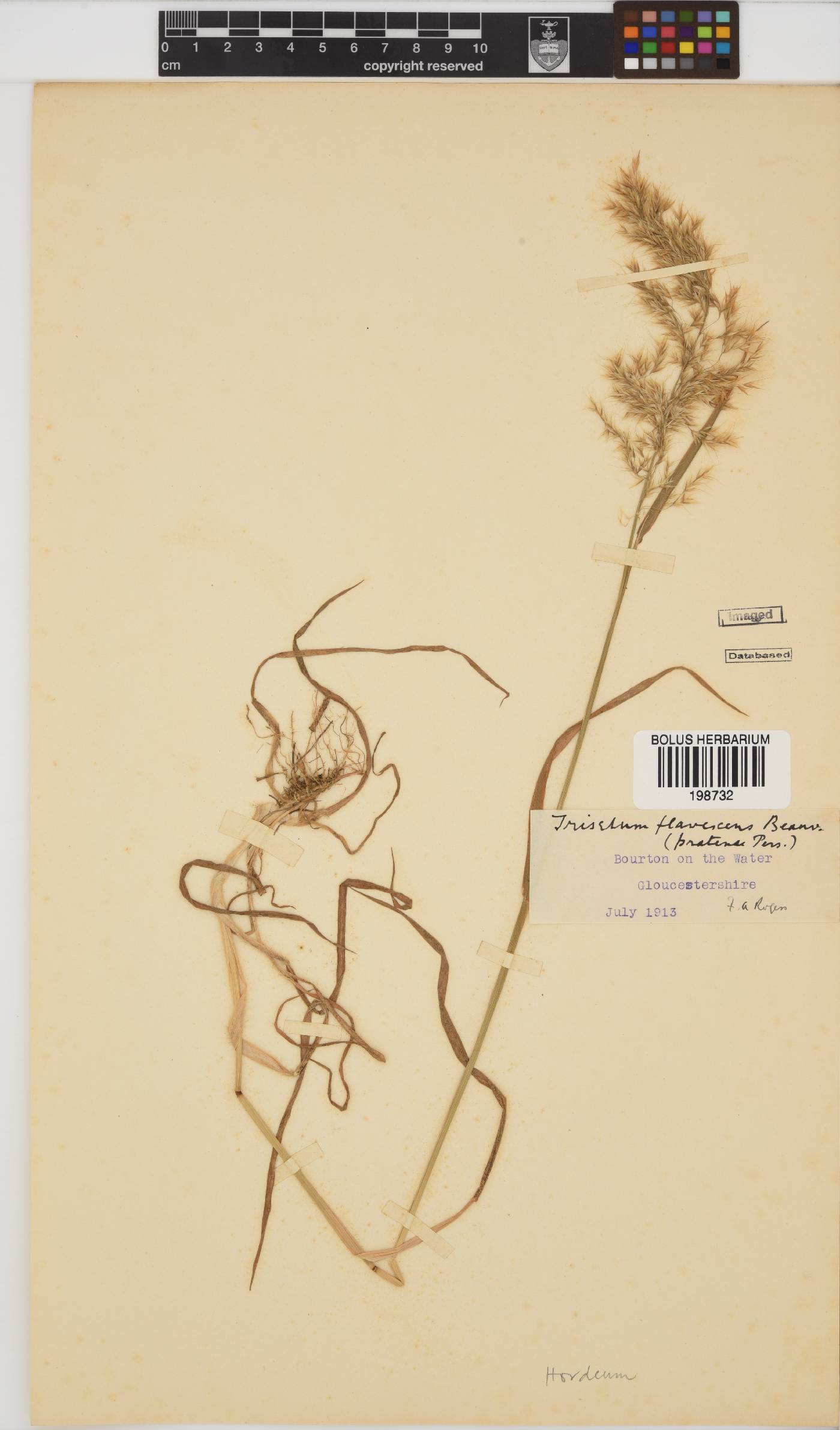Hordeum image