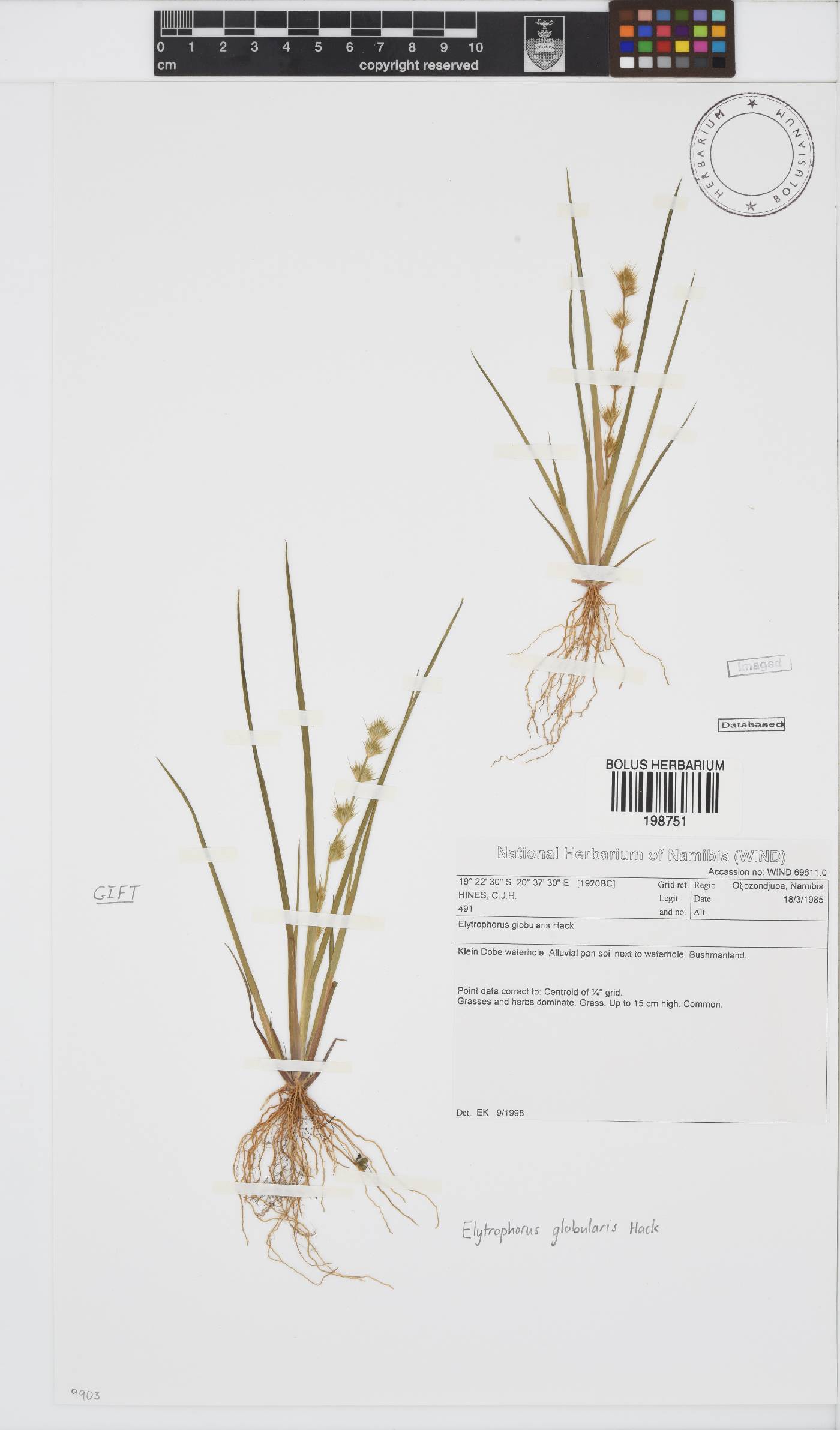 Elytrophorus globularis image