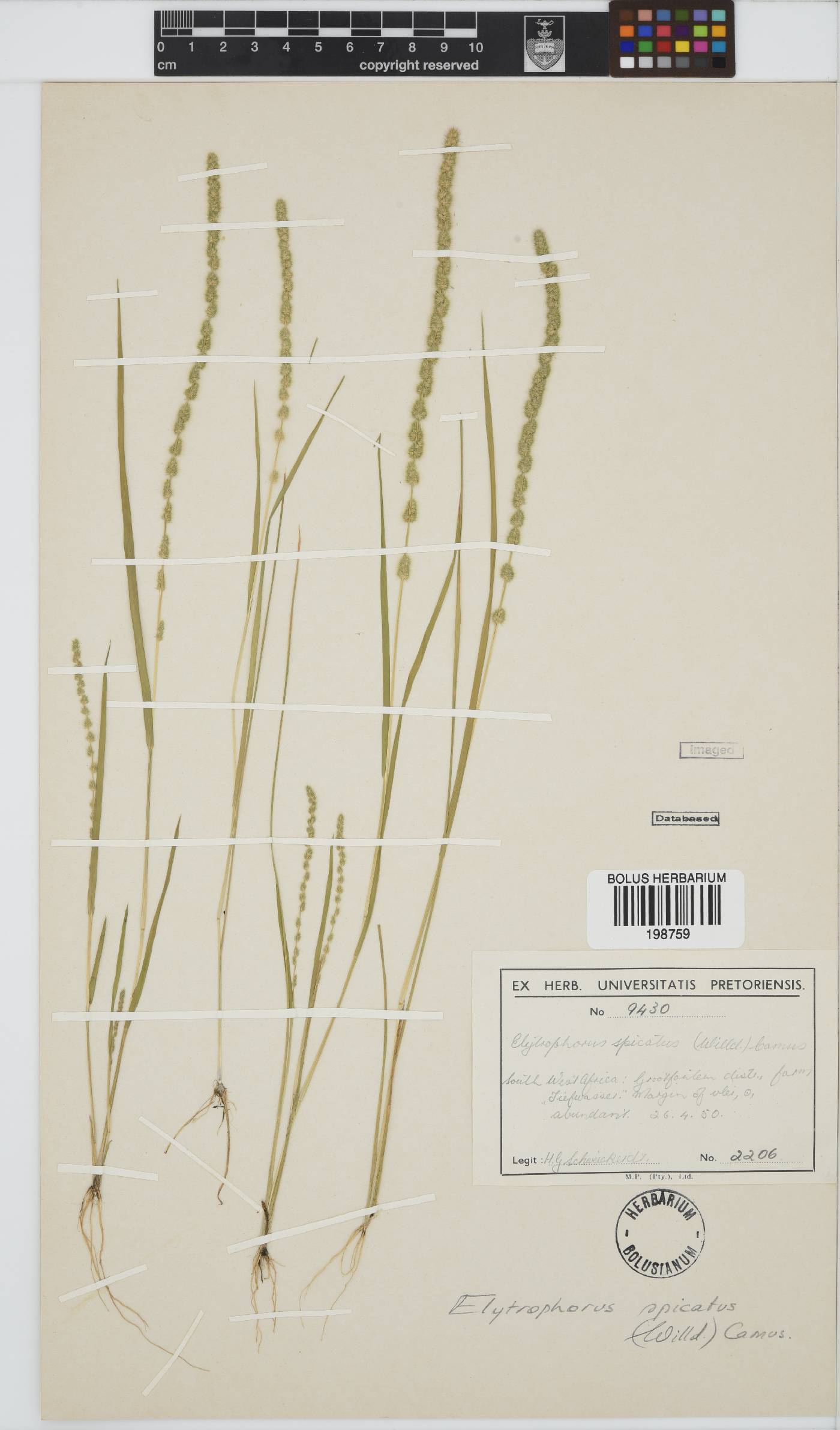 Elytrophorus image