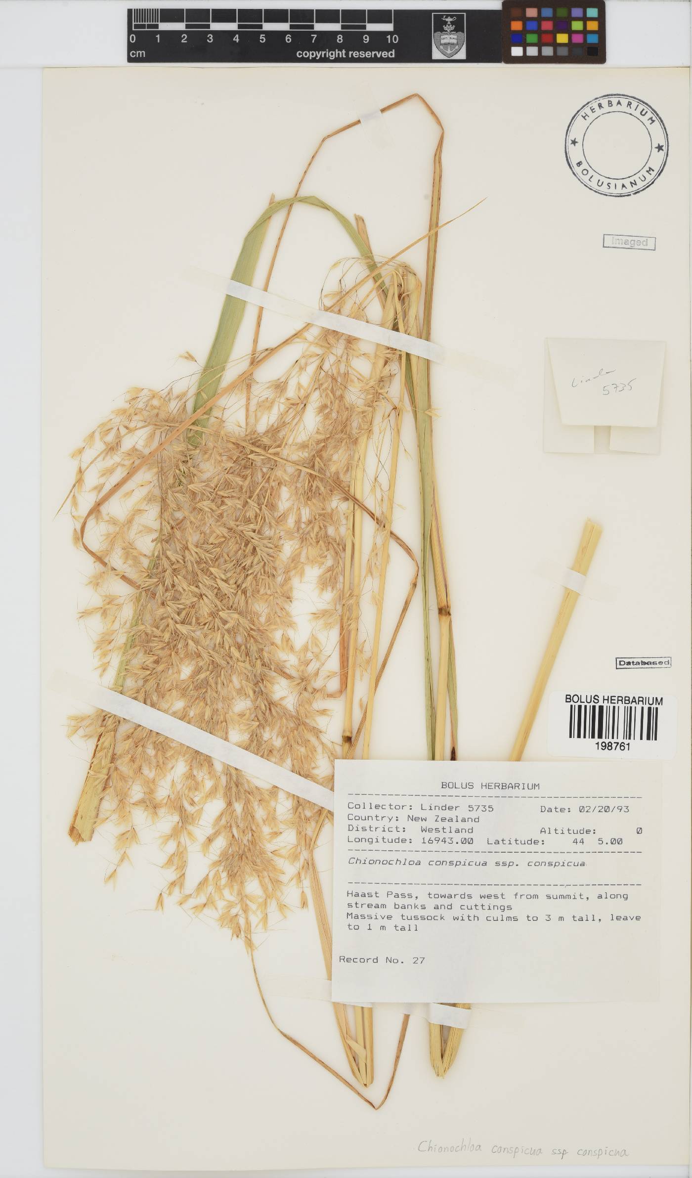 Chionochloa image