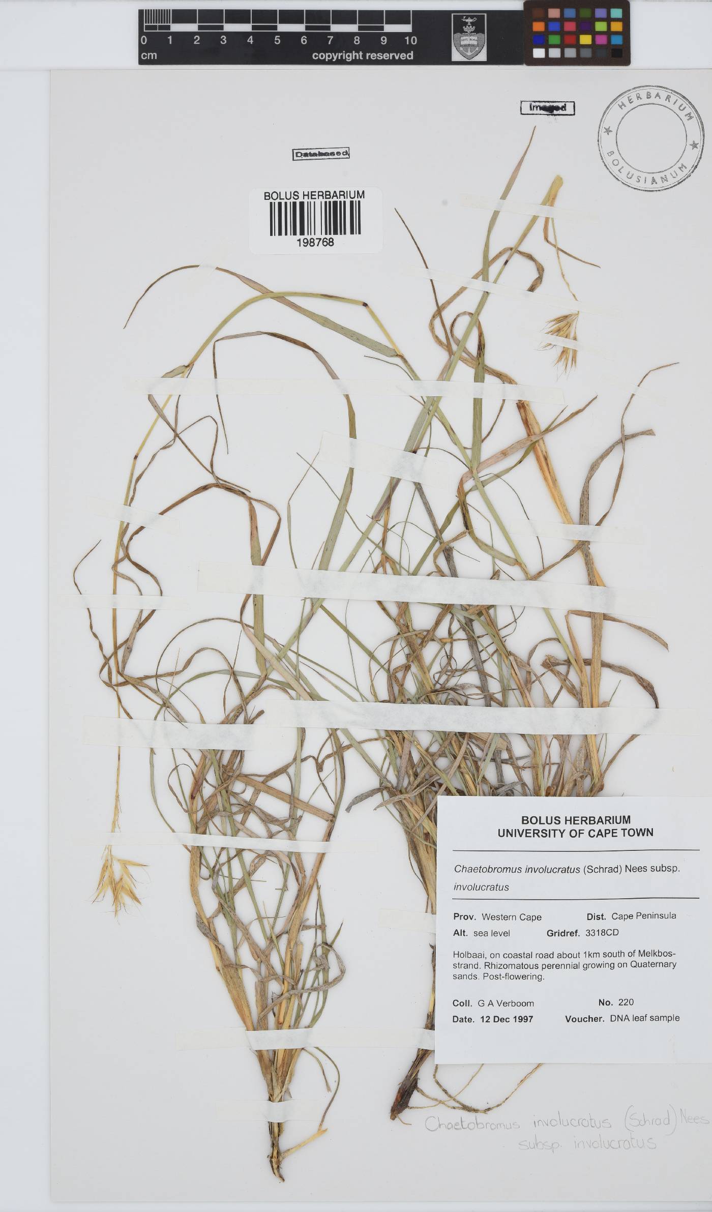 Chaetobromus involucratus subsp. involucratus image