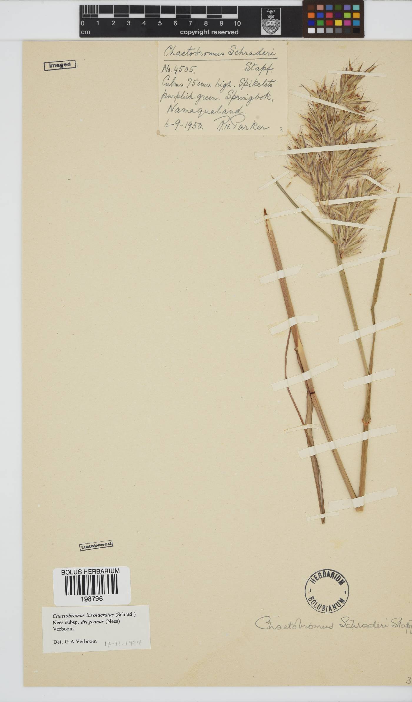 Chaetobromus involucratus subsp. dregeanus image