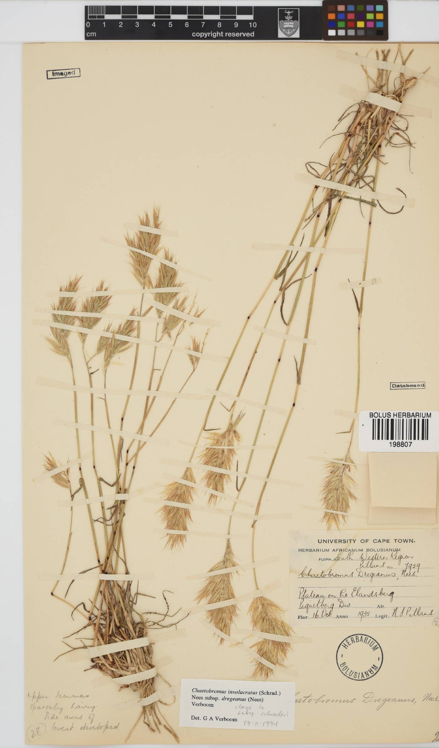 Chaetobromus involucratus subsp. dregeanus image