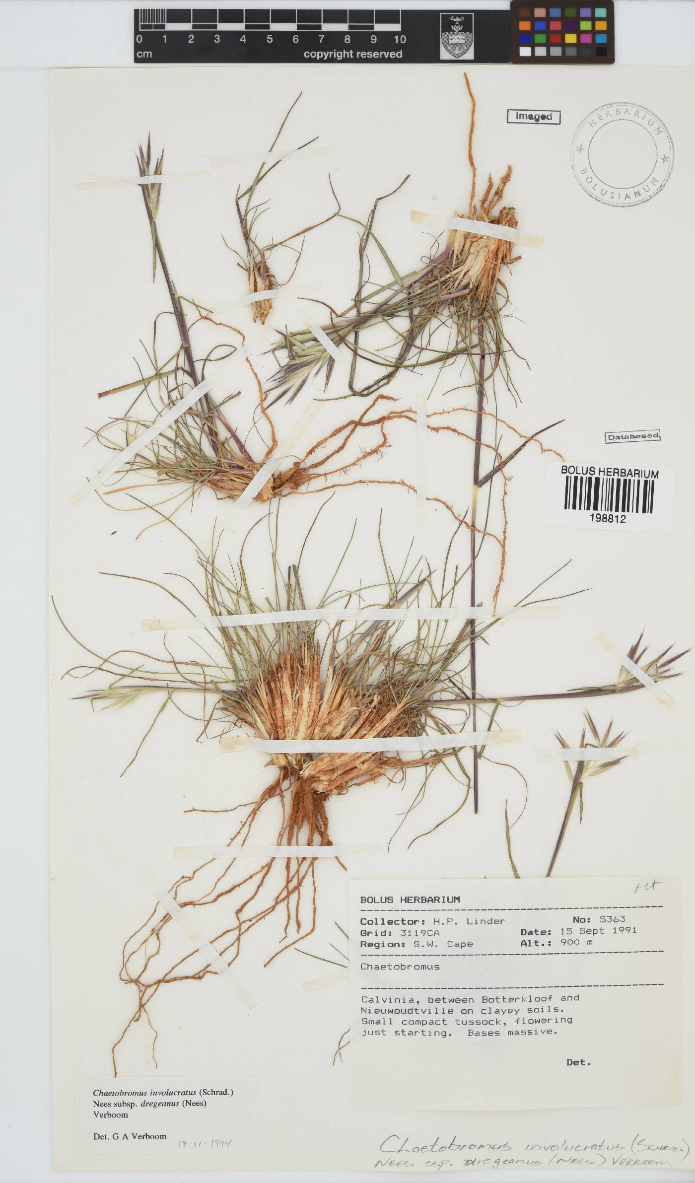 Chaetobromus involucratus subsp. dregeanus image