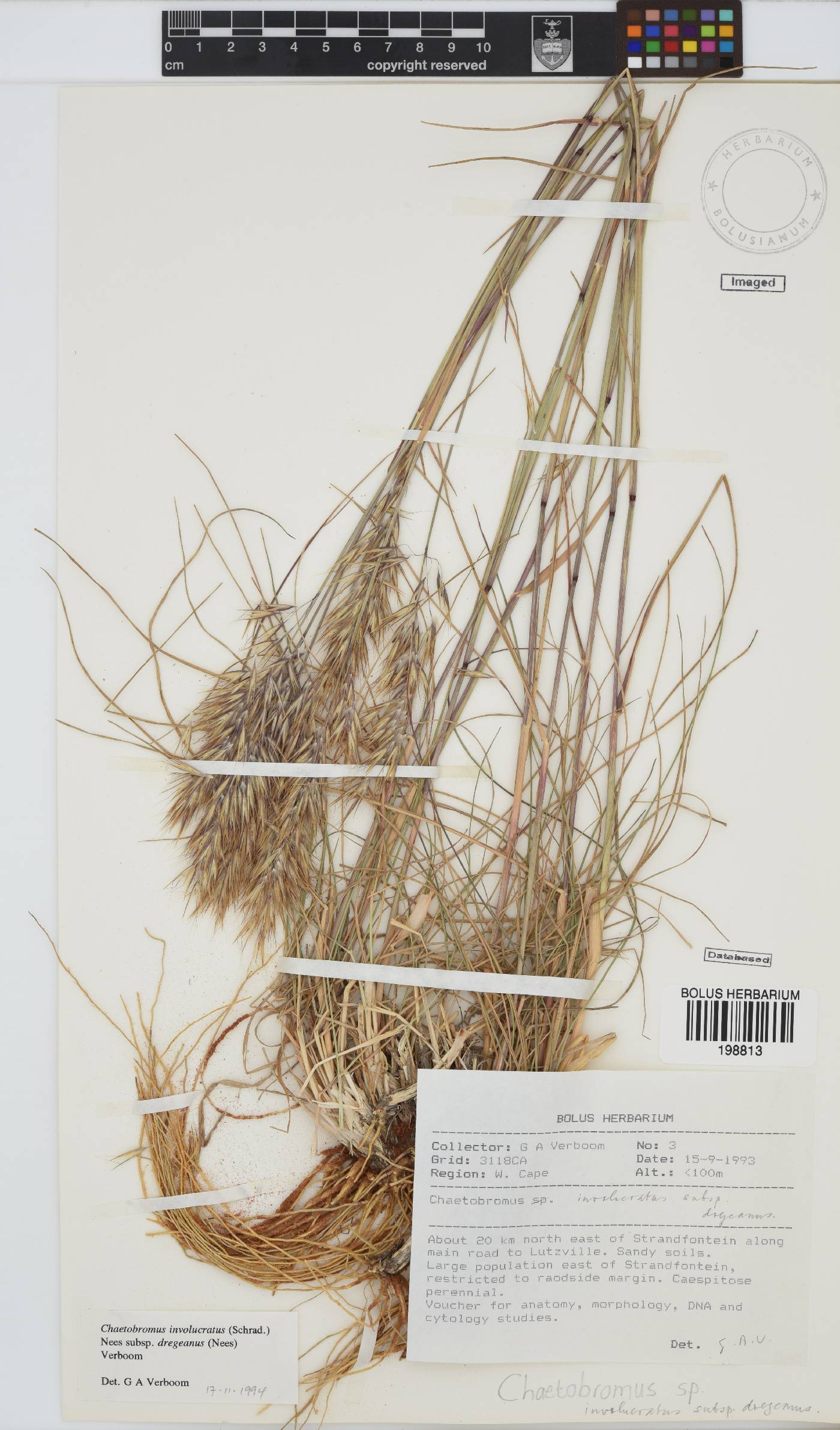 Chaetobromus involucratus subsp. dregeanus image