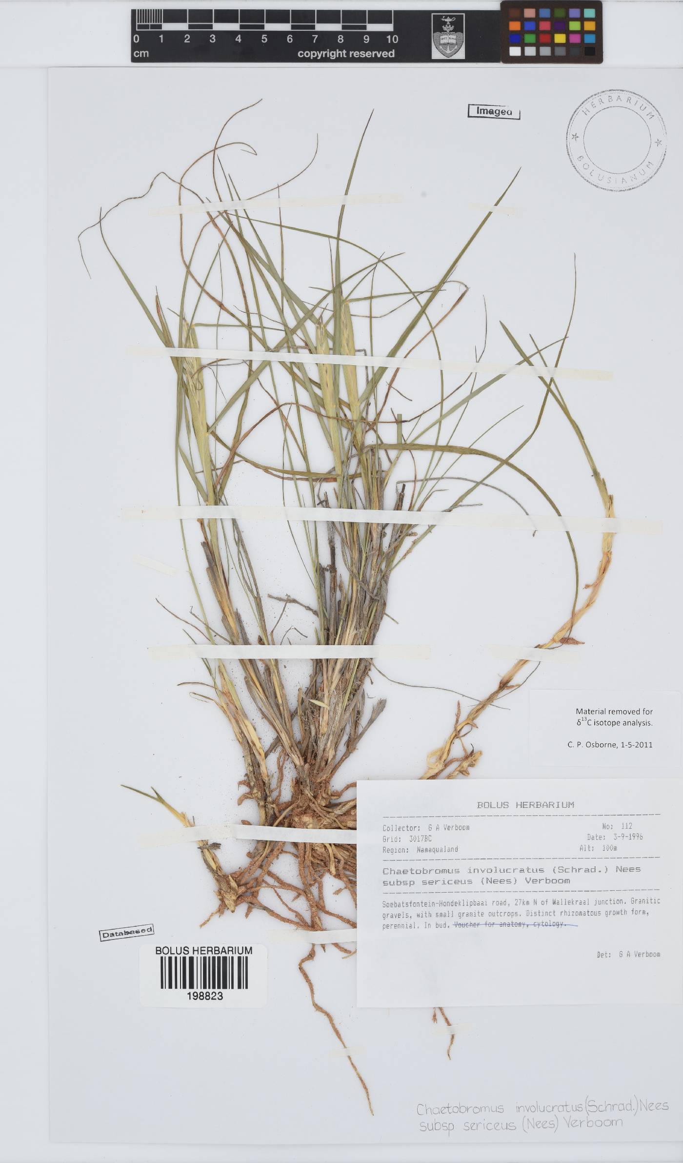 Chaetobromus involucratus subsp. sericeus image