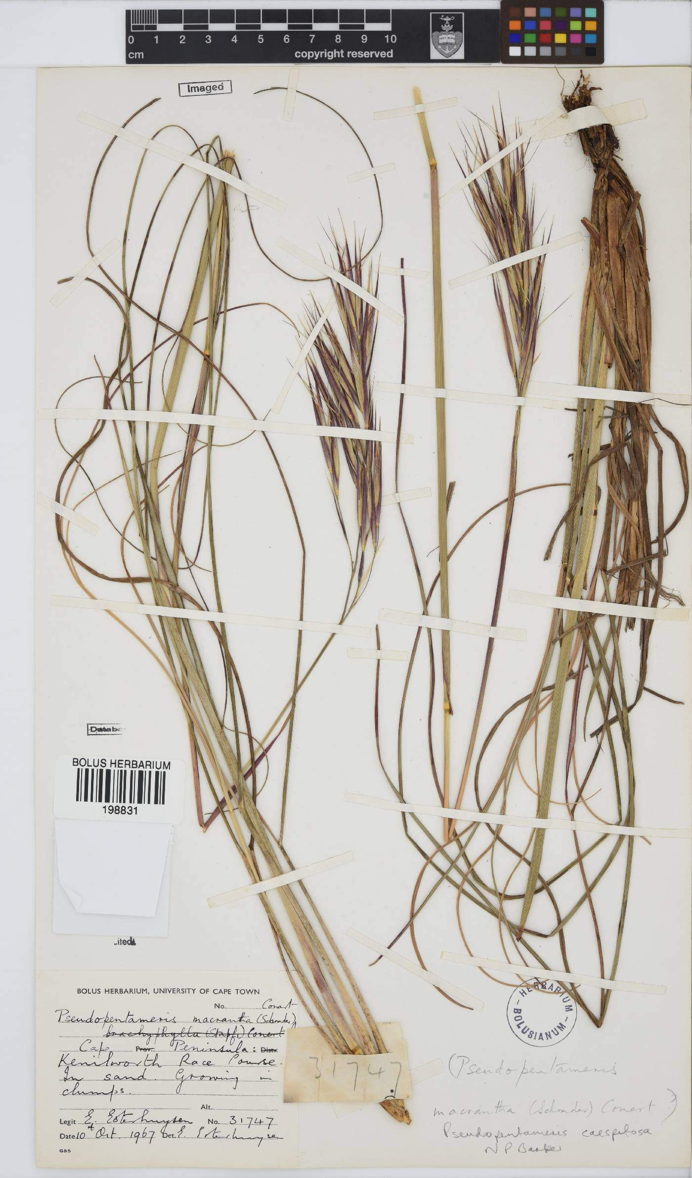 Pseudopentameris caespitosa image