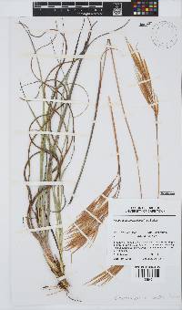 Pseudopentameris caespitosa image