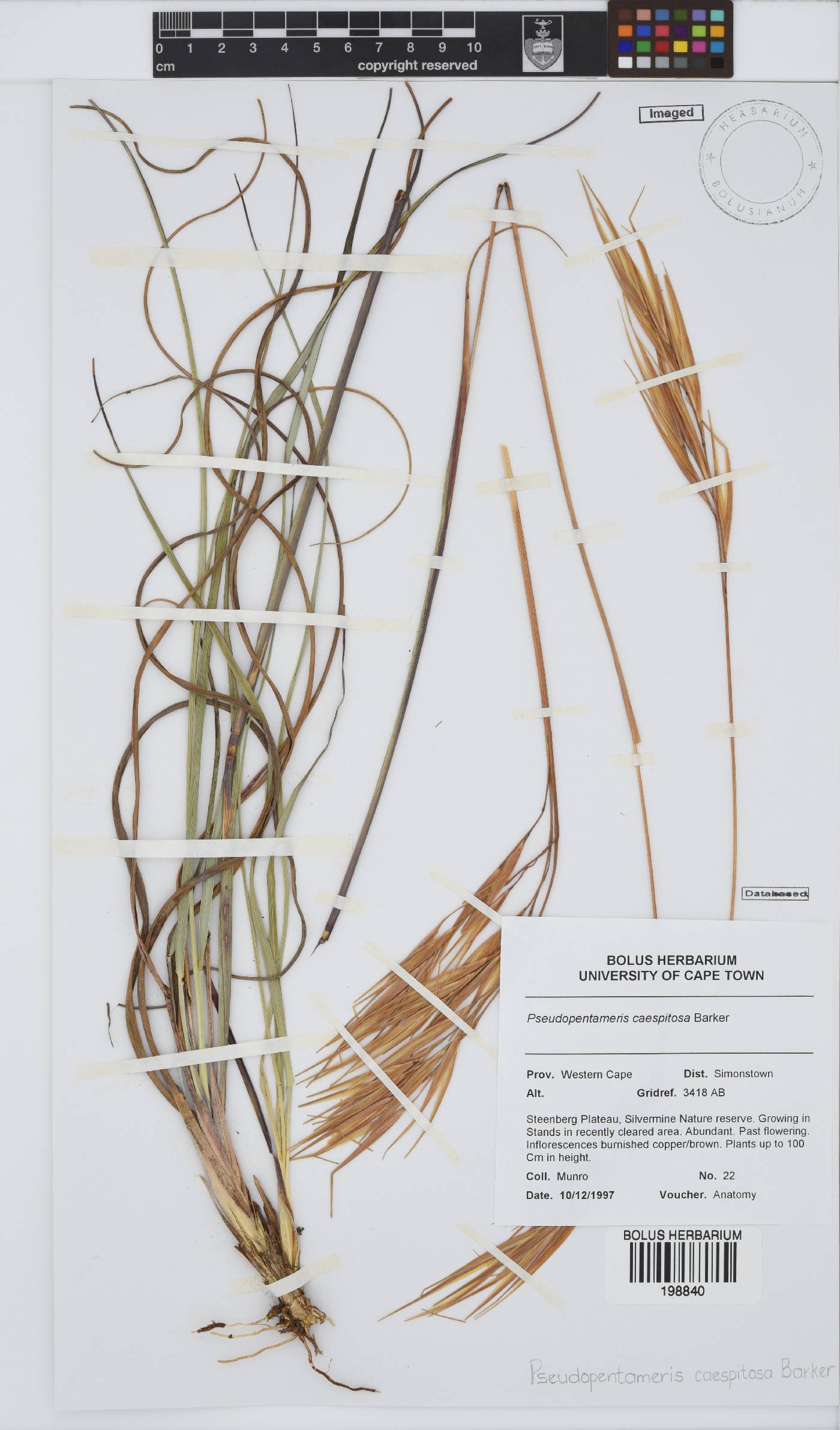 Pseudopentameris caespitosa image