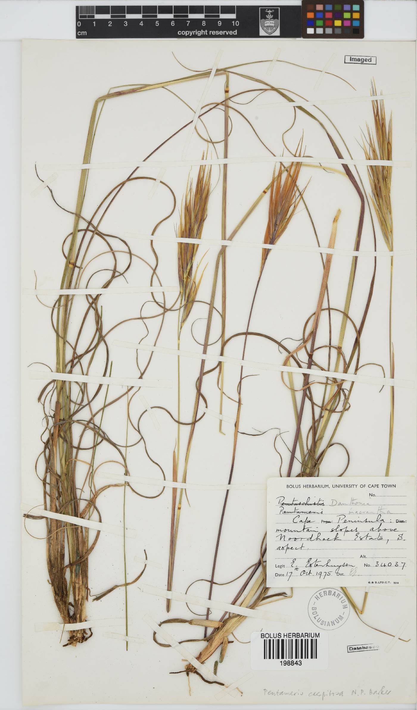 Pseudopentameris caespitosa image