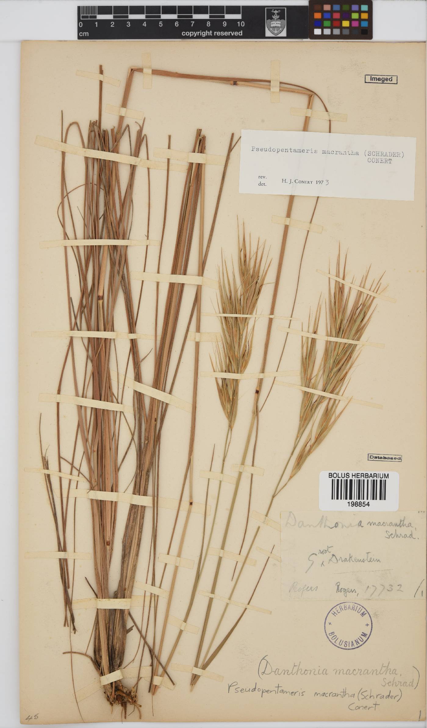 Pseudopentameris macrantha image