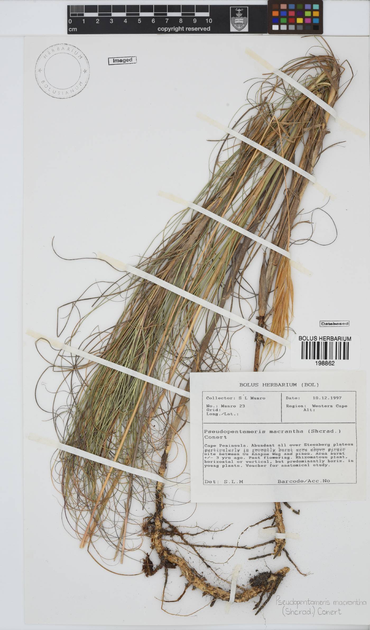 Pseudopentameris macrantha image