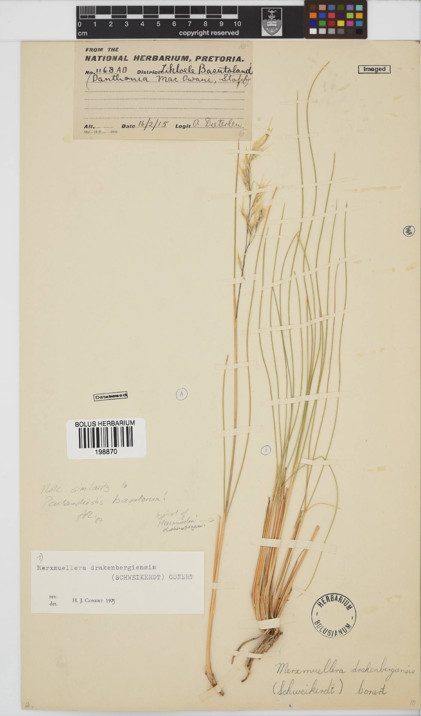 Merxmuellera drakensbergensis image