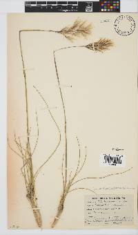 Geochloa decora image