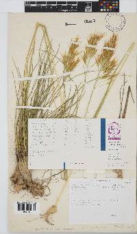 Geochloa decora image