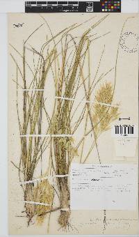 Geochloa decora image