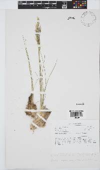 Geochloa decora image