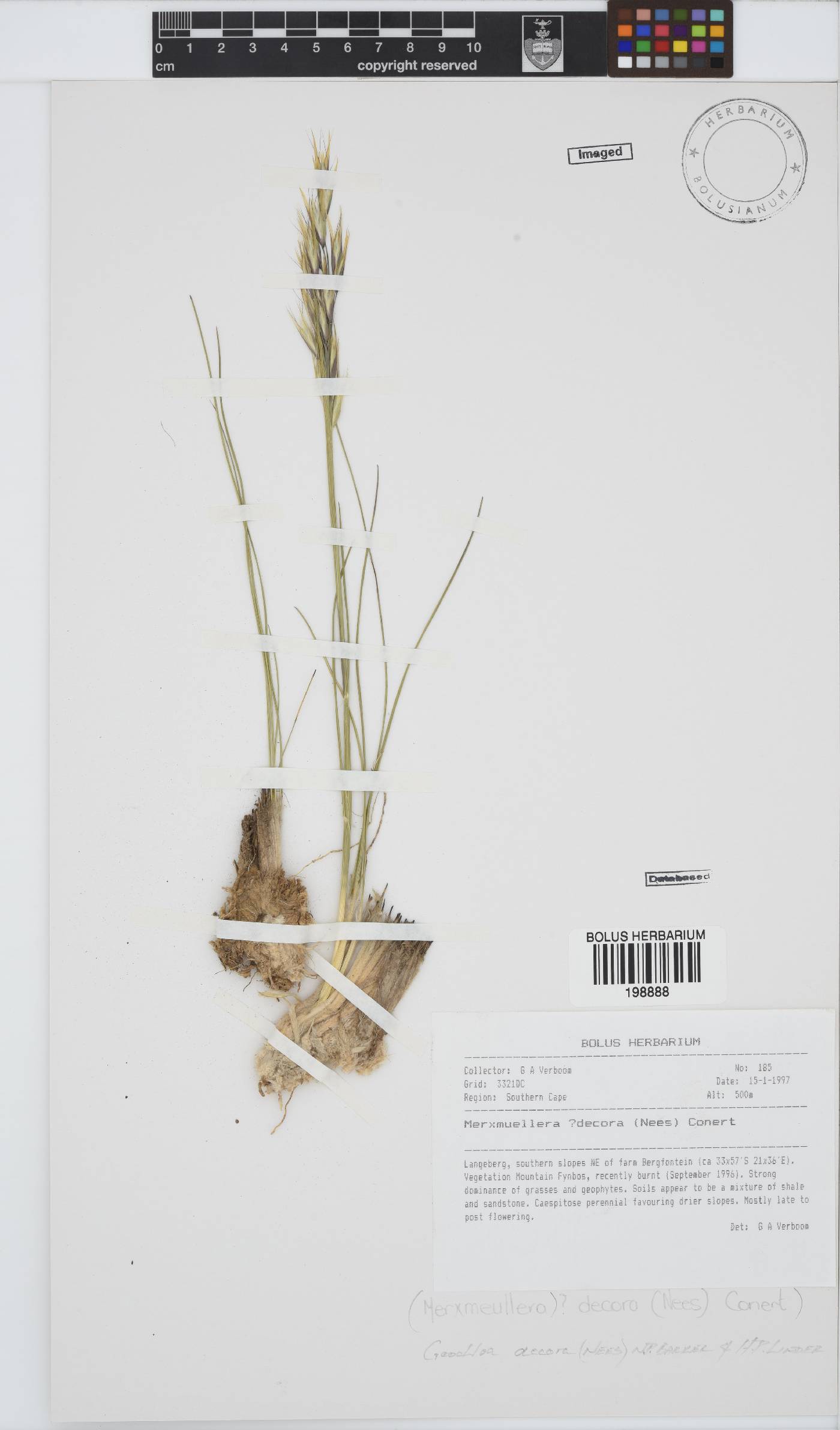 Geochloa decora image