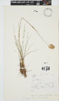 Geochloa lupulina image