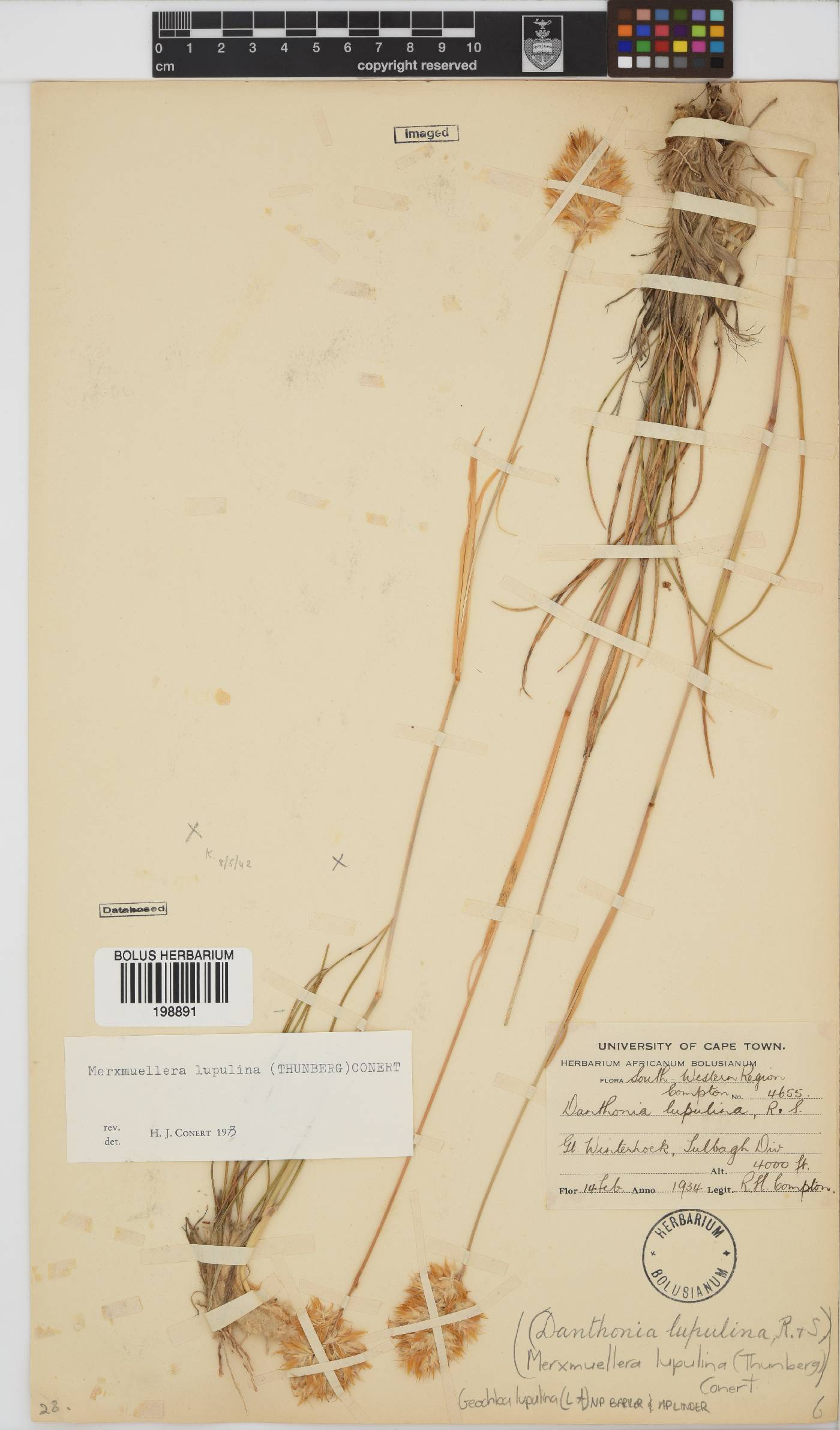 Geochloa lupulina image