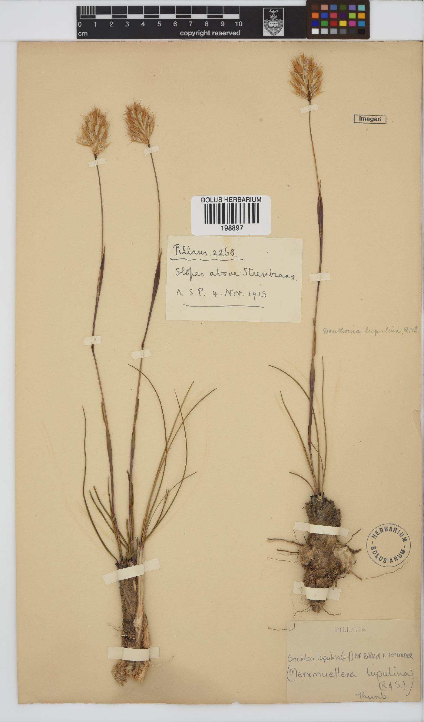 Geochloa lupulina image