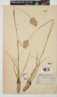 Geochloa rufa image