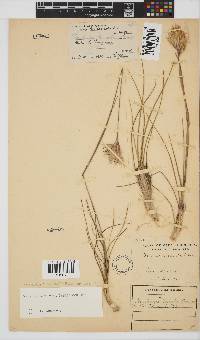 Geochloa rufa image