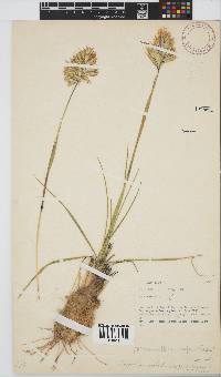 Geochloa rufa image