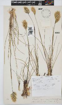 Geochloa rufa image