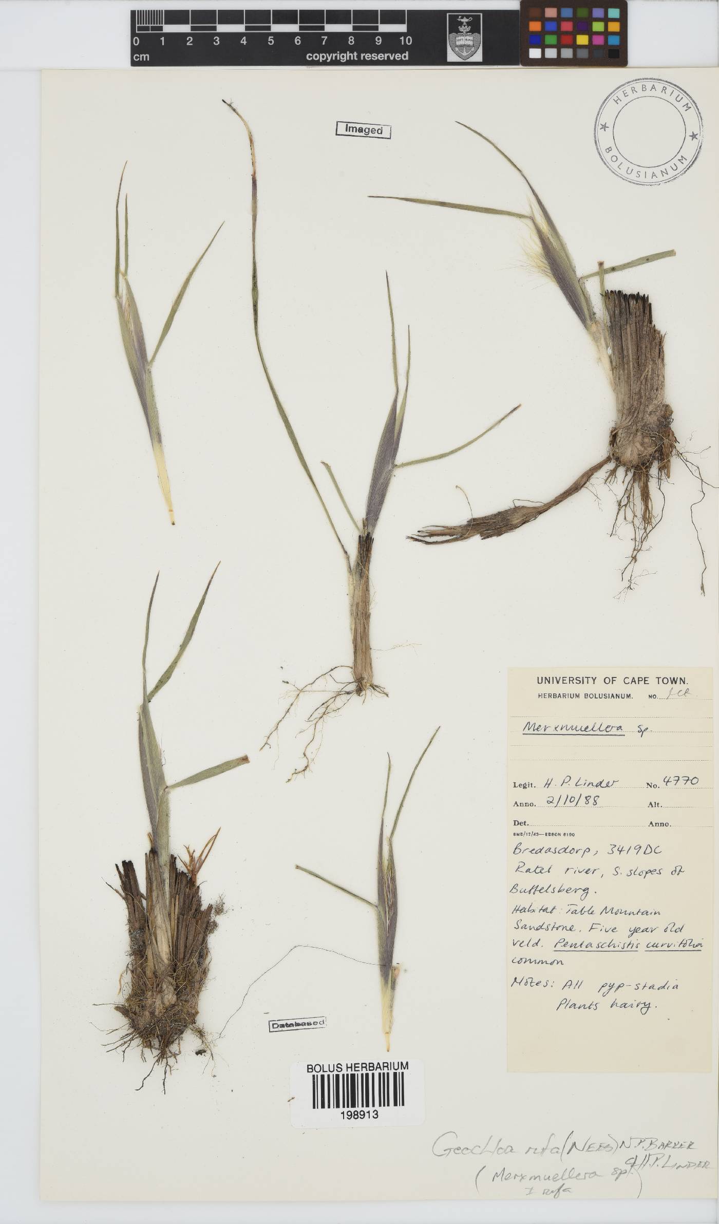 Geochloa rufa image