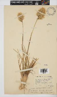 Geochloa rufa image