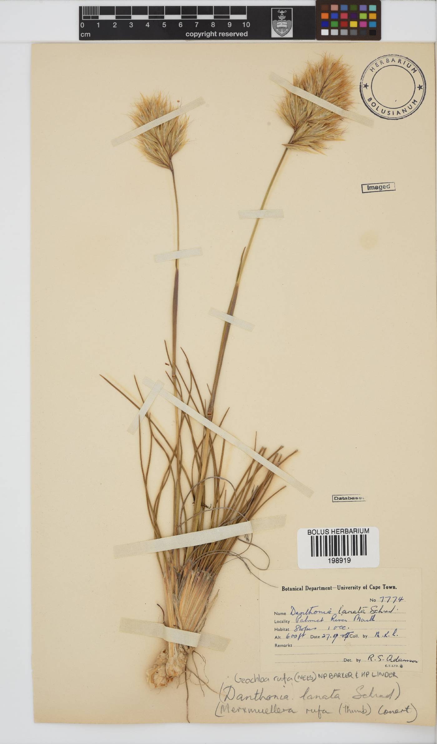 Geochloa rufa image